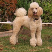 poodle standard breed Fawn minepuppy