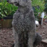 poodle standard breed Gray minepuppy