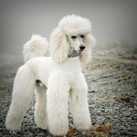 poodle standard breed White minepuppy
