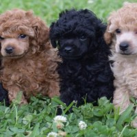 poodle standard breed puppies minepuppy