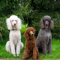 poodle standard dogs breed minepuppy