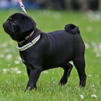 pug toy dog breed black mini puppy