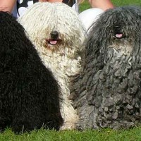 Puli breed dogs coat variation minepuppy