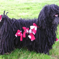 Puli dog  black breed minepuppy