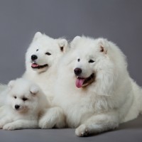 samoyed breed dogs minepuppy