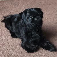 Shih Tzu breed black mini puppy