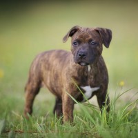 Staffordshire Bull Terrier Brindle breed mini puppy minepuppy