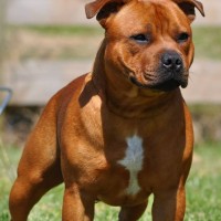 Staffordshire Bull Terrier red breed minepuppy