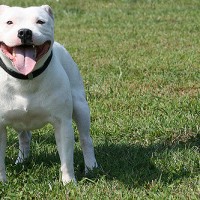 Staffordshire Bull Terrier white breed minepuppy