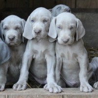 Weimaraner breed mini puppies minepuppy
