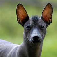 Mexican Hairless Dog breed minepuppy