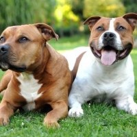 American Staffordshire Terrier male and female minepuppy