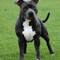 Grey American Staffordshire Terrier minepuppy
