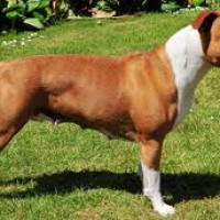 American Staffordshire Terrier dog minepuppy