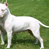 White American Staffordshire Terrier minepuppy