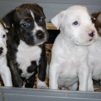 American Staffordshire Terrier puppies minepuppy