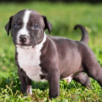 American Staffordshire Terrier puppy minepuppy