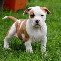 American Staffordshire Terrier breed minepuppy