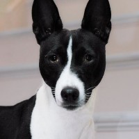 Basenji breed dog Black White minepuppy