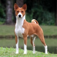 Basenji breed dog red White minepuppy