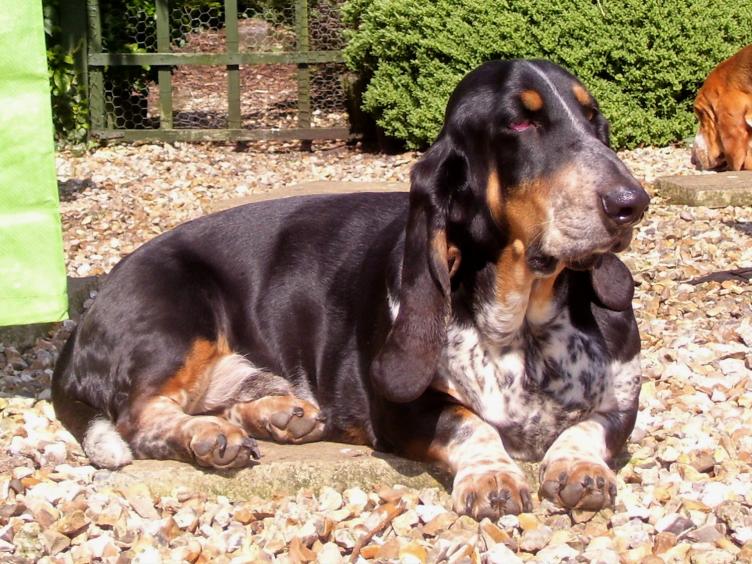basset hound breed dog black and tan minepuppy