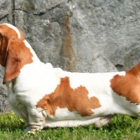 basset hound breed dog red minepuppy