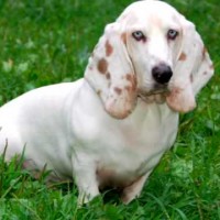 basset hound breed dog white minepuppy