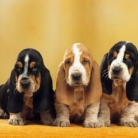 basset hound breed puppies minepuppy
