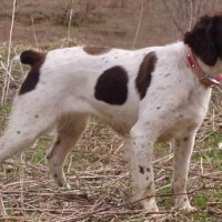 brittany breed dog Liver White minepuppy