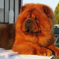 Chow Chow breed dog red minepuppy