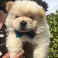 Chow Chow breed puppy minepuppy