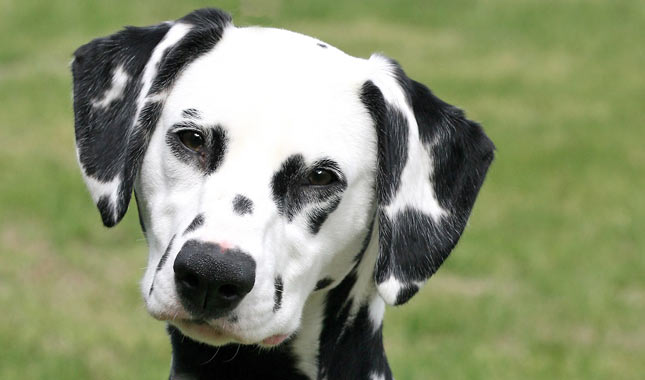 Dalmatian breed dog minepuppy
