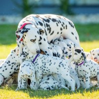 Dalmatian breed dogs minepuppy