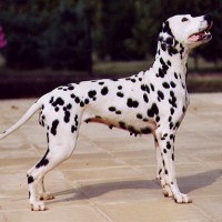 Dalmatian breed minepuppy