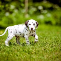 Dalmatian mini puppy minepuppy