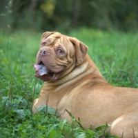 Dogue de Bordeaux breed dog fawn minepuppy