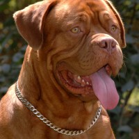 Dogue de Bordeaux breed dog red minepuppy