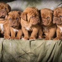 Dogue de Bordeaux breed puppies minepuppy