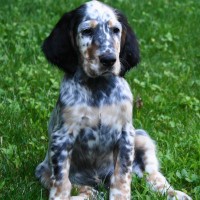 English setter breed dog Blue Belton Tan Tri Color minepuppy