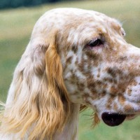 English setter breed dog orange Belton minepuppy