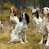 English setter breed dogs minepuppy