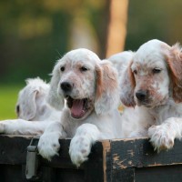 English setter breed puppies minepuppy