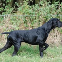 black german shorthaired pointer dog minepuppy