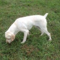 german shorthaired pointer dog white minepuppy