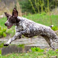 german shorthaired pointer dog breed minepuppy