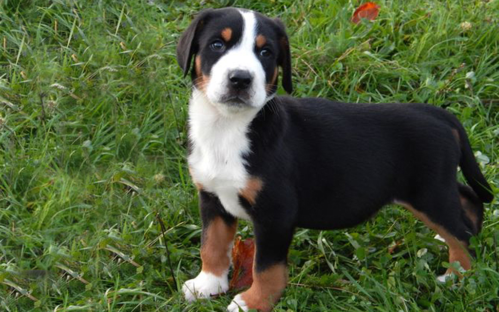 Greater Swiss Mountain Dog