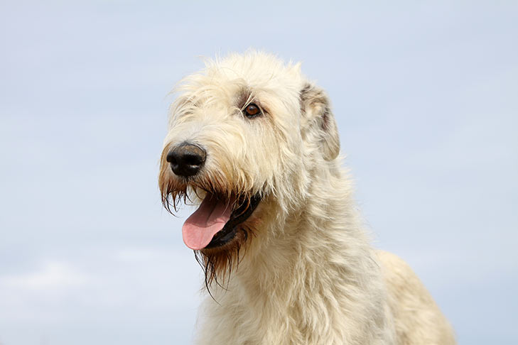 can irish wolfhound be white