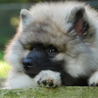 Keeshond breed dog Gray Silver Black minepuppy