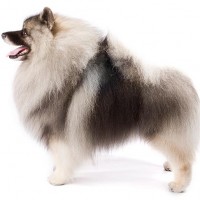 Keeshond breed dog Silver black minepuppy