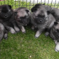 Keeshond breed puppies minepuppy